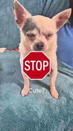 Cute Puppy