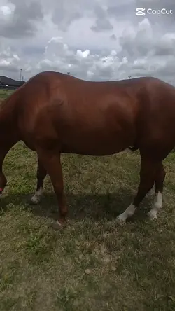 Holy muscle 
