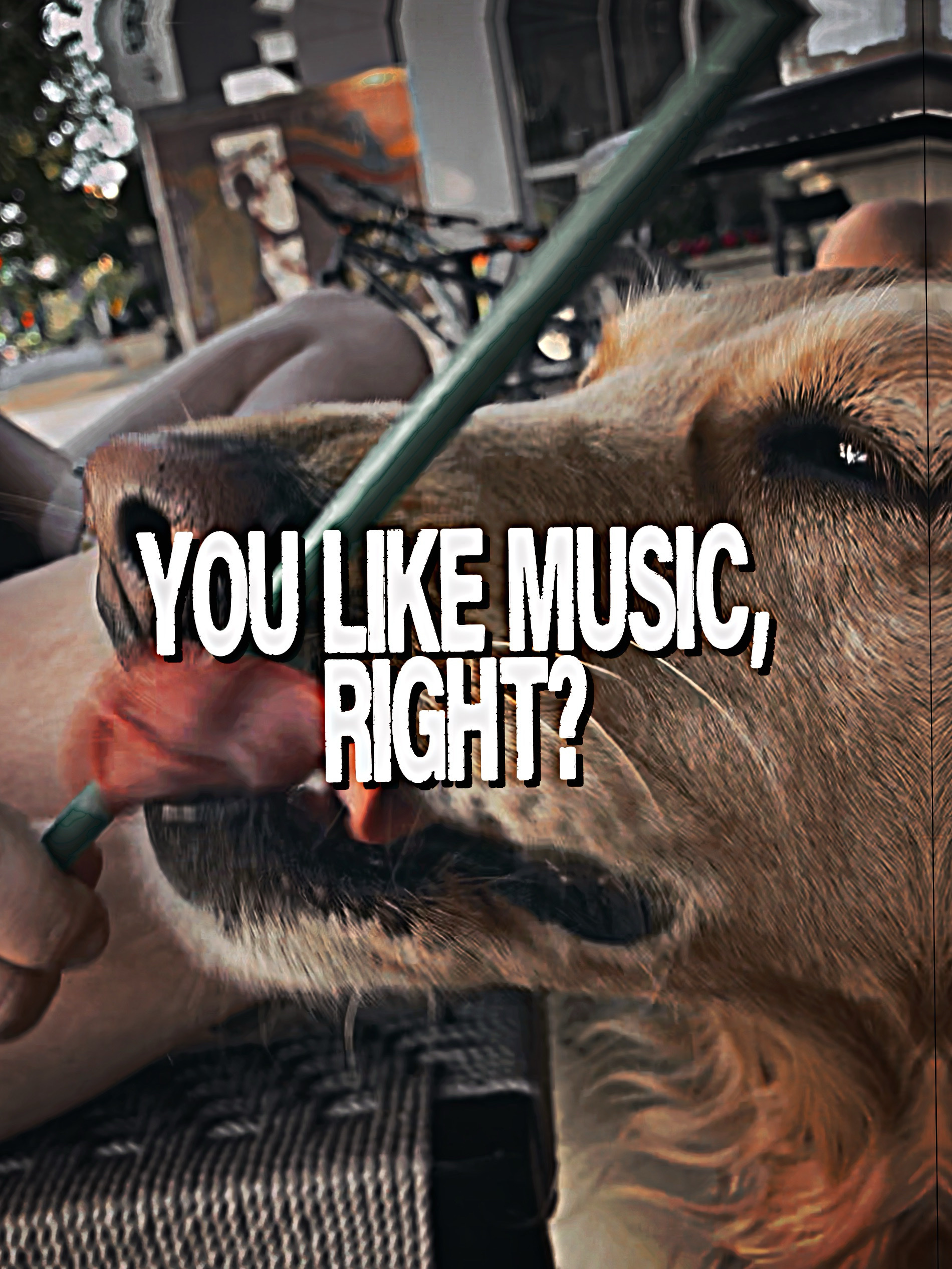 Te gusta la música, ¿verdad?