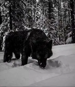 Wolf