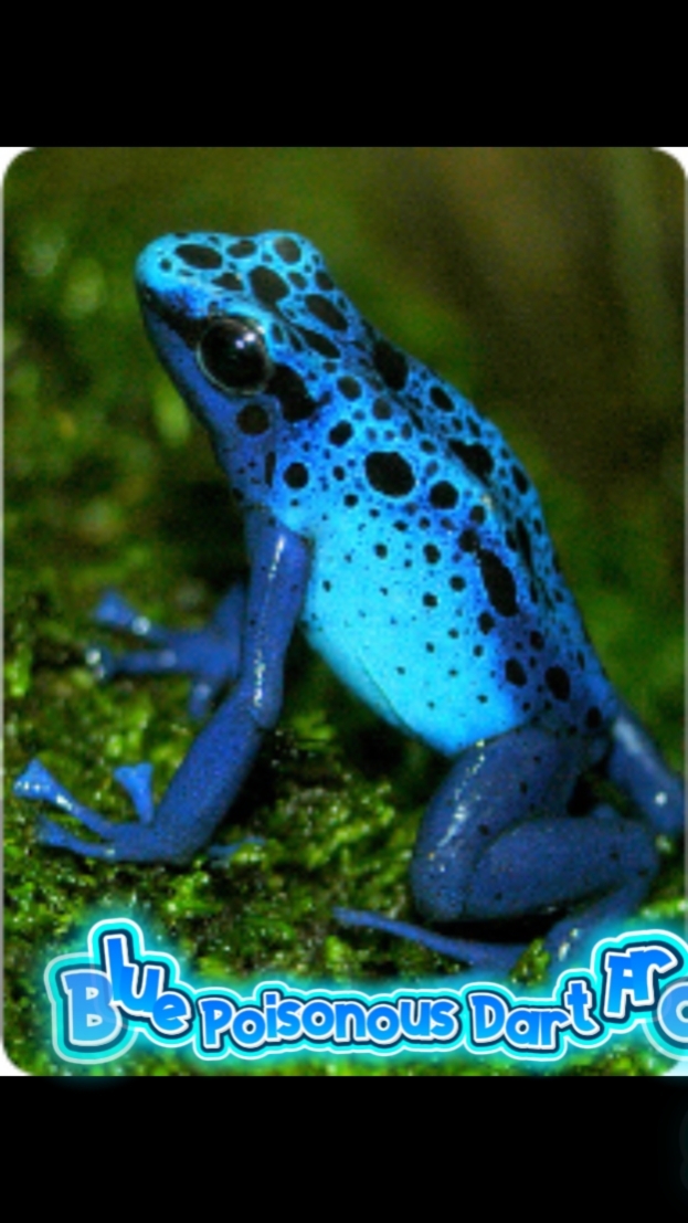 Dart Frog 