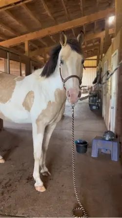 🥹horse template 
