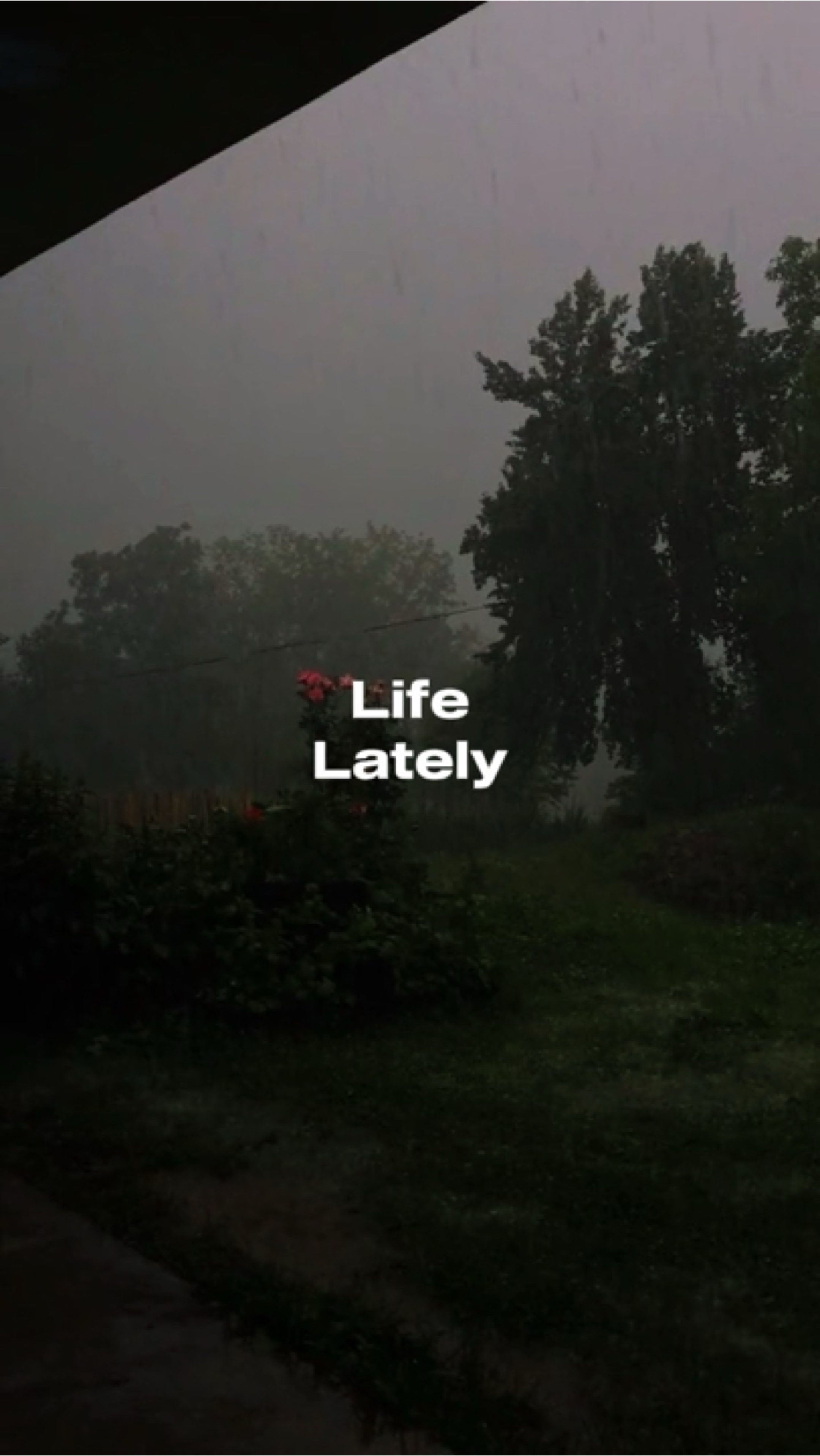 Life lately 