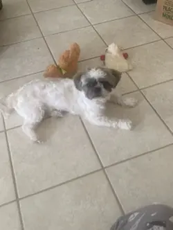 Puppy