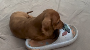 Nuevo cachorro