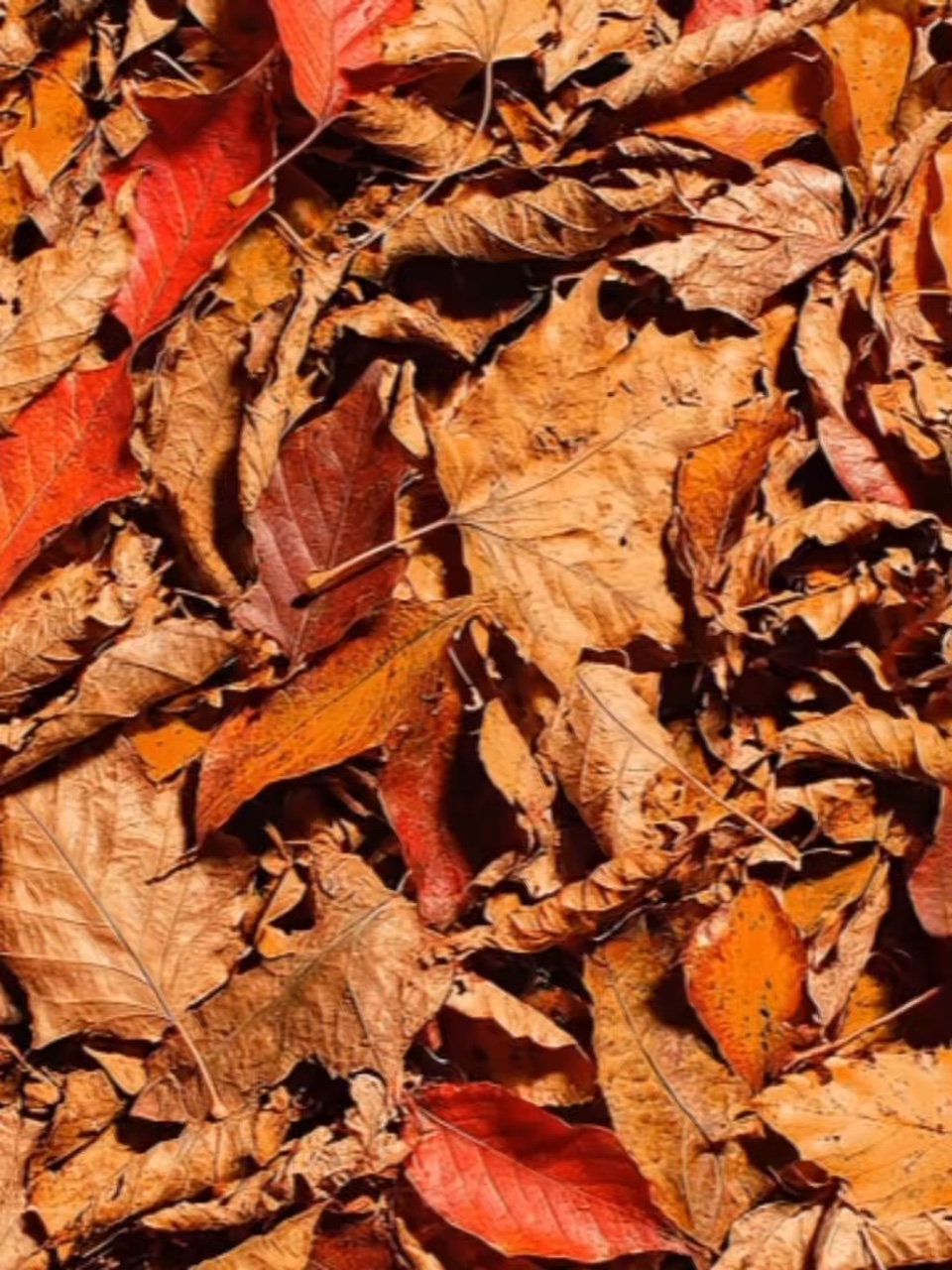 Fall Vibes