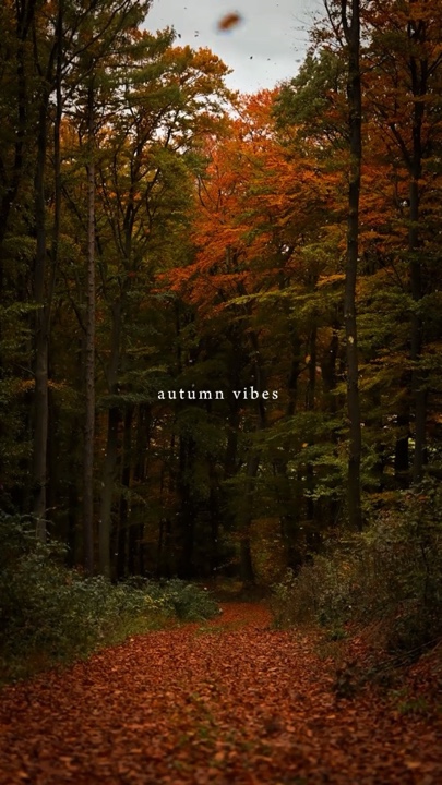 Autumn vibes 🍁🍂