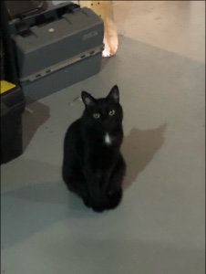 Editting my cat