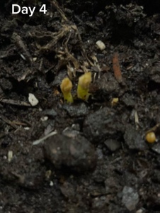 Potato plant 