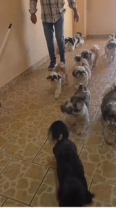 Amor de cachorro