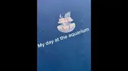 Aquarium 