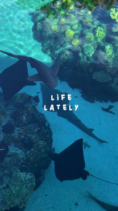Life lately 