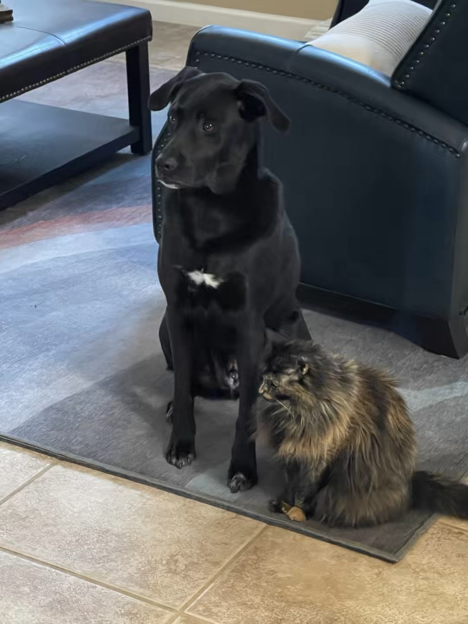 Amor de perros y gatos