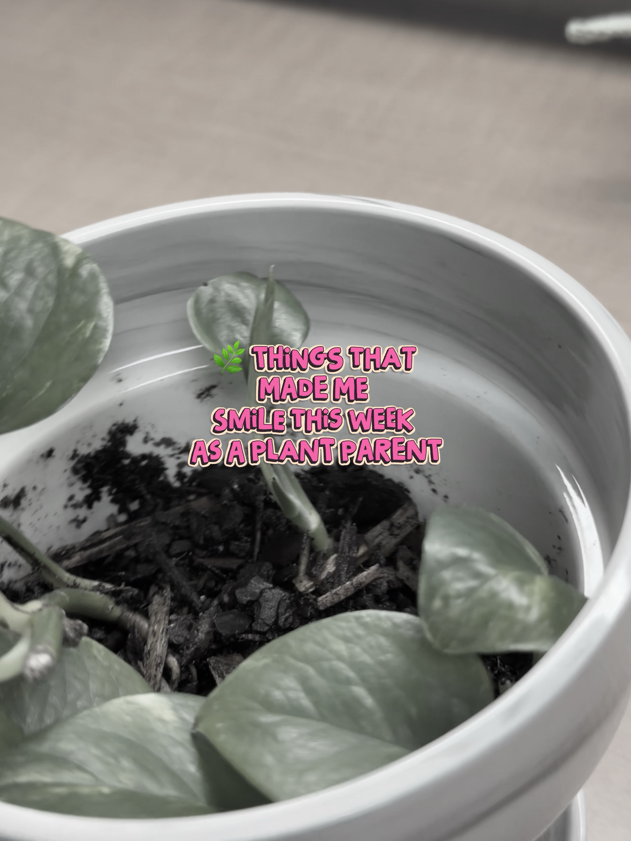 Bebés de plantas 