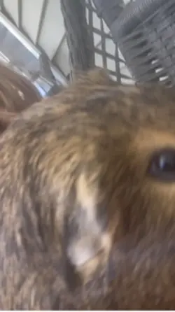 I love animals