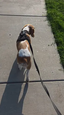 morning Walks 