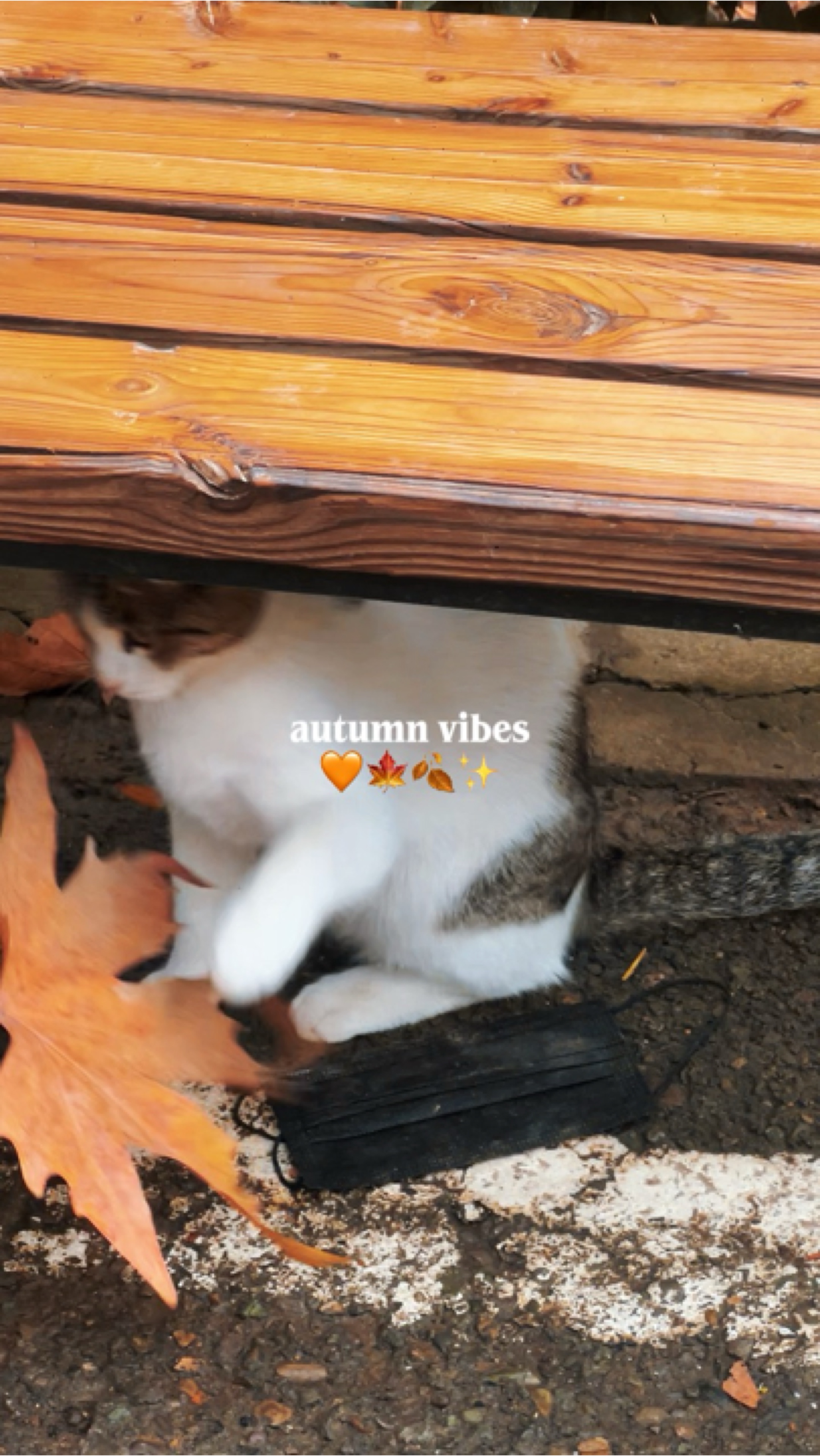 Vibraciones de otoño 🍁🍂
