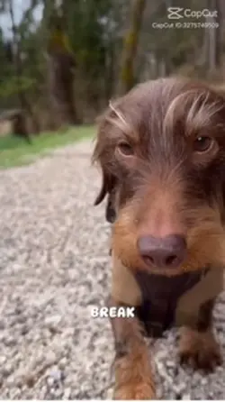 Singing dog