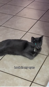 Nala’s Eyes