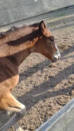 new foal!!