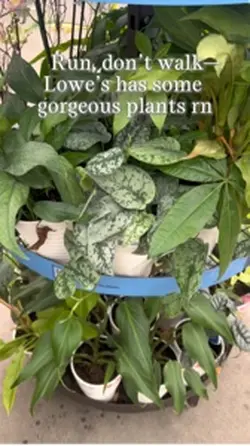 Plants