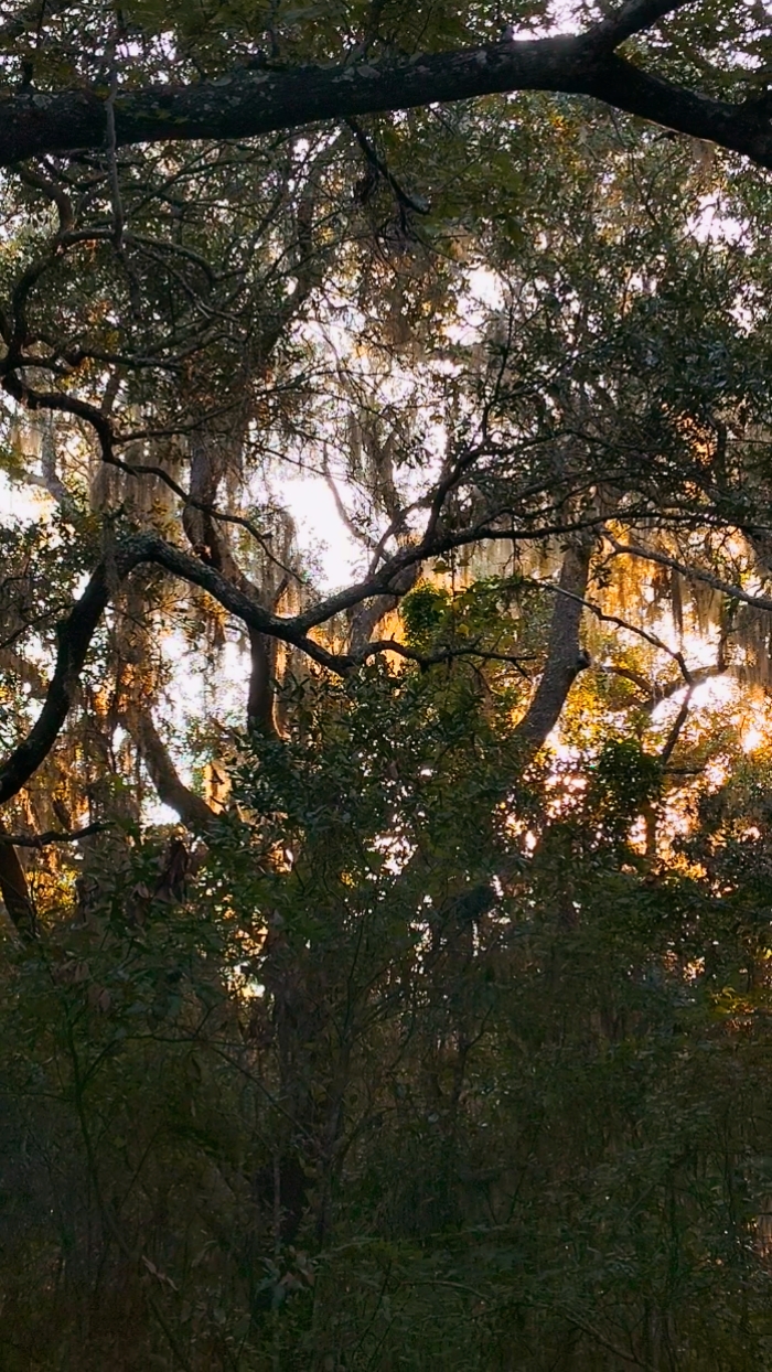 Paseo de otoño