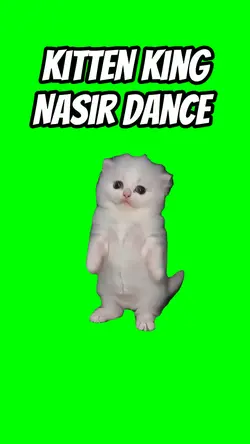 KITTEN KING NASIR 