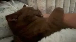 Coca bean