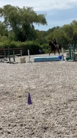 horse showww