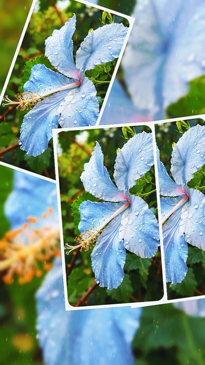 13 pictures template
