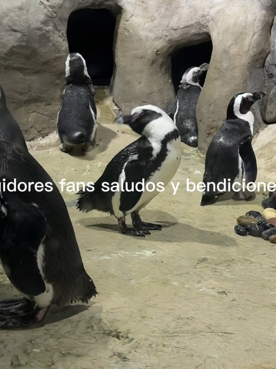 Cabrito 